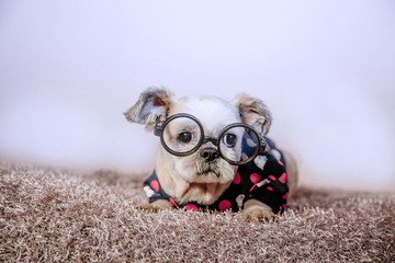 puppy on the bed