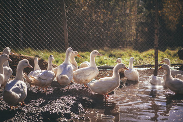 Ducks in a pond on a farm
