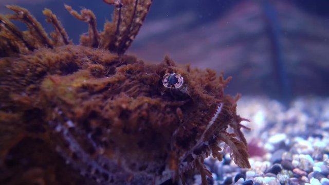 Fish Hemitripterus villosus, commonly known as the sea raven, is a species of fish belonging to the family Hemitripteridae.