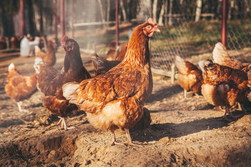 Chickens and roosters on the farm in the evening light