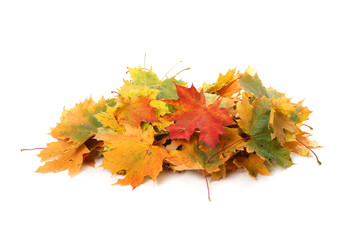 Pile of autumn colored leaves isolated on white background.A heap of different maple dry leaf .Red and colorful foliage colors in the fall season