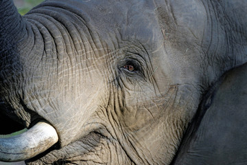 Obraz premium Nahaufnahme Elefant