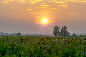 Obraz premium sunset over a field