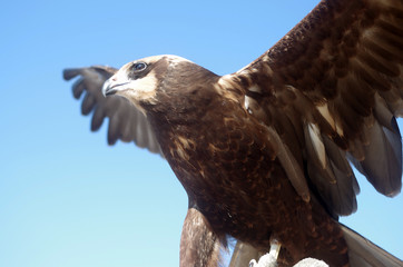 sparrowhawk