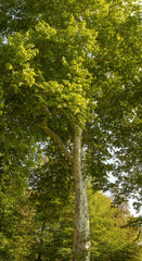 Sous un haut, vieux  et remarquable platane commun ou platane à feuilles d'érable (Platanus hispanica).