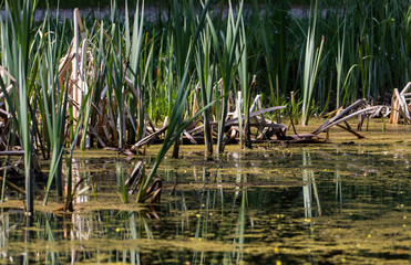 Herbstliche Szene an einem Teich