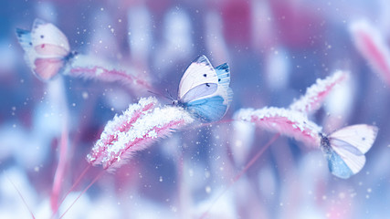 Beautiful butterflies in the snow on the wild grass on a blue and pink background. Snowfall Artistic winter christmas natural image. Winter and spring background.