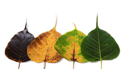 Obraz premium Leaves color change and variation concept for fall and change of season