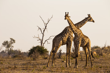Naklejka na ściany i meble Two giraffes togheter in Chobe National Park