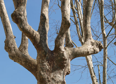 Branches dénudées de platane commun en hivers.