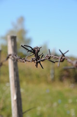 Barb wire fences