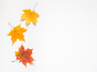 Autumn composition of yellow maple leaves on white background. Flat lay, top view, copy space