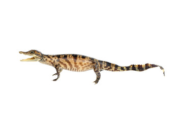 Saltwater crocodile on white background