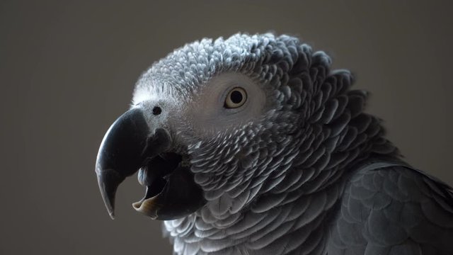 African grey parrot 