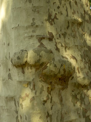 Tronc de platane commun ou platane à feuilles d'érable (Platanus hispanica).
