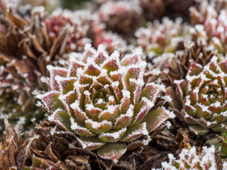 Naklejka na ściany i meble Red and green sempervivum plant covered with frost