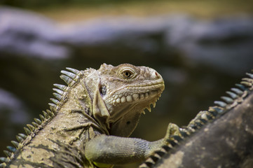 iguana on a branch