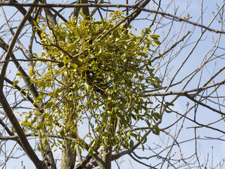 Mistletoe growing on a tree, symbol of Christmas holidays