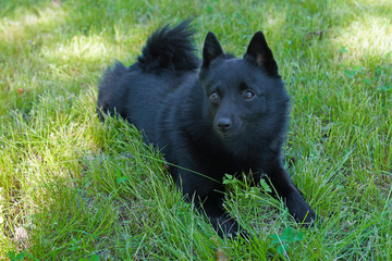 black dog on green grass