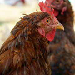 Brown hen on farm free range