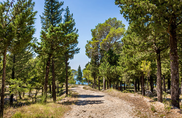 Fototapeta na wymiar Pine wood in Croatia
