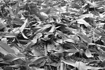 dry mango leaf falling on ground with monochrome tone