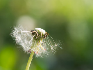 Dandelion with seeds blowing away, spring flower