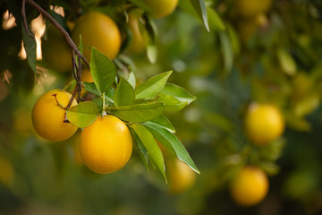 Orange garden with ripening orange lemon fruits on the trees with green leaves, natural and food background
