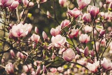 Blossoming of pink magnolia flowers in spring time, floral background