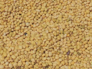 Soy beans