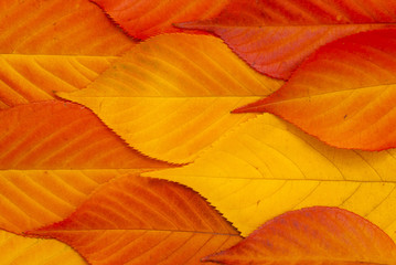 Obraz premium Cherry leaves at fall