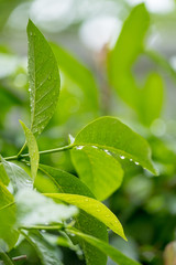 Rain drops on green plant, after rain
