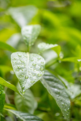 Rain drops on green plant, after rain
