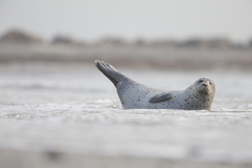 An adult grey seal (Halichoerus grypus)  laying on the beach of Heligoland- Large grey seal Laying partly in the water.