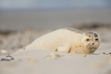 Naklejka premium An grey seal (Halichoerus grypus) pup covered with sand laying on the beach of Heligoland- looking to the camera laying in the winter sun. 