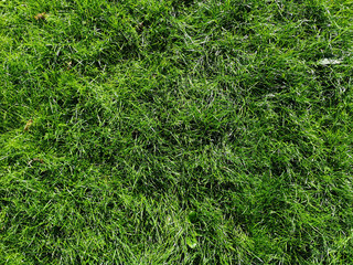 green grass natural background texture.