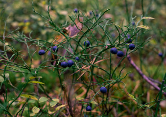 Blueberries grow in the forest