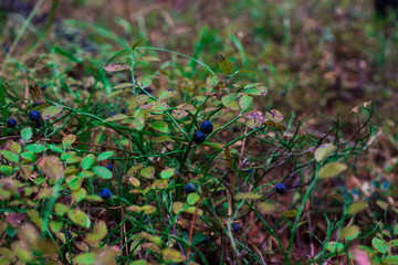 Blueberries grow in the forest