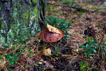Fototapeta premium Mushroom grows in the forest