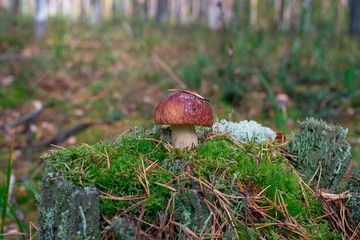 Mushroom grows in the forest