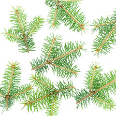 Christmas pattern of fir tree branches on white. New year holiday background. Flat lay, top view