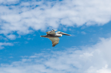 fliegender Pelikan in Mexiko