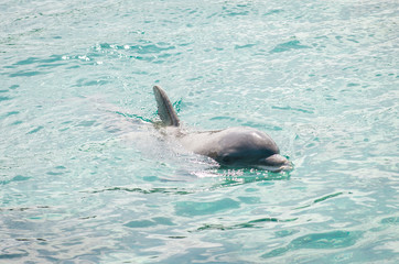 neugieriger Delfin taucht auf © Sarah