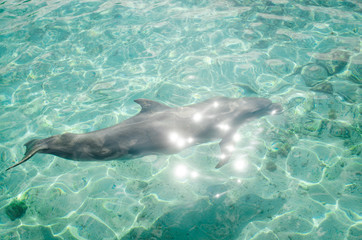 Delfin © Sarah