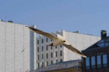 Flyiing over the city seagull