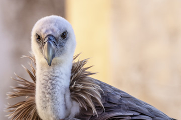Buitre Leonado en primer plano