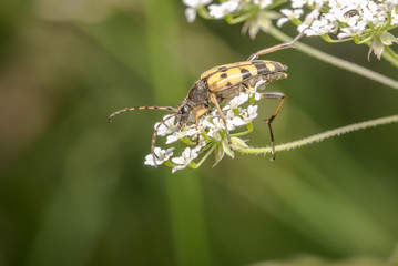 Long horn beetle