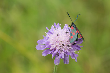 Five Spot Burnet on small scabious plant in Thetford Forest