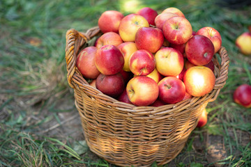 Apple harvest. Ripe red apples in the basket on the green grass.