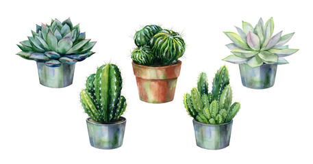 Cactus and succulent in pot isolated on white watercolor. Watercolor echeveria illustration, botanical painting of dudleya and zwartkop. Sempervivum art.